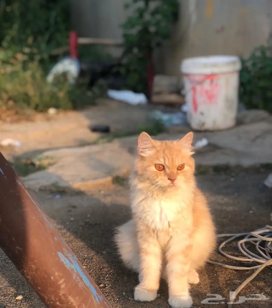 قطه 0