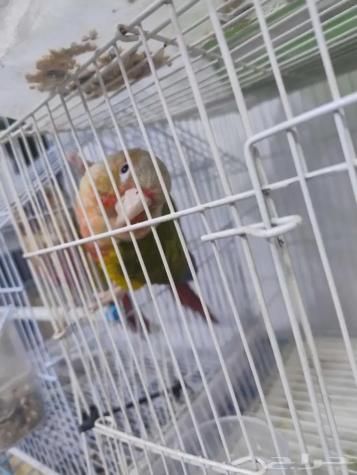 فندقة طيور قطط 3