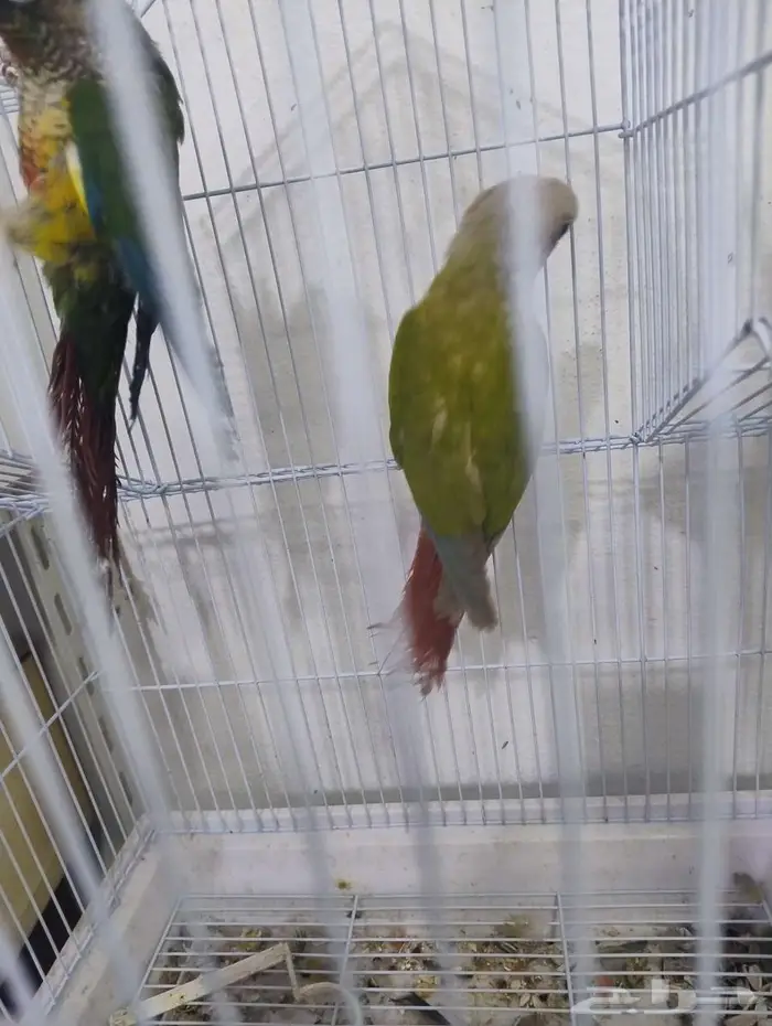 فندقة طيور قطط 2