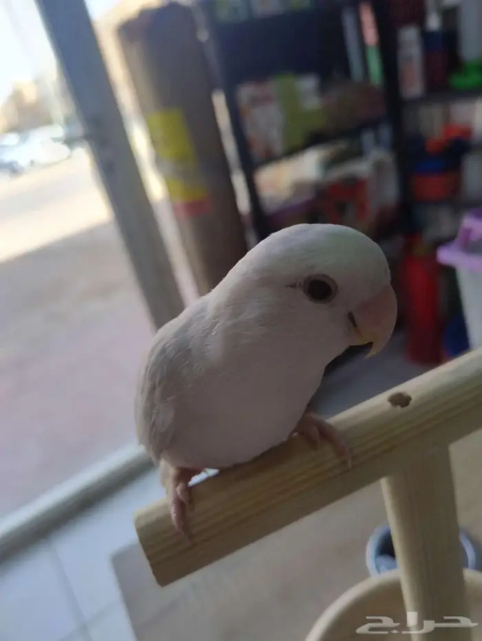 فندقة طيور قطط 0