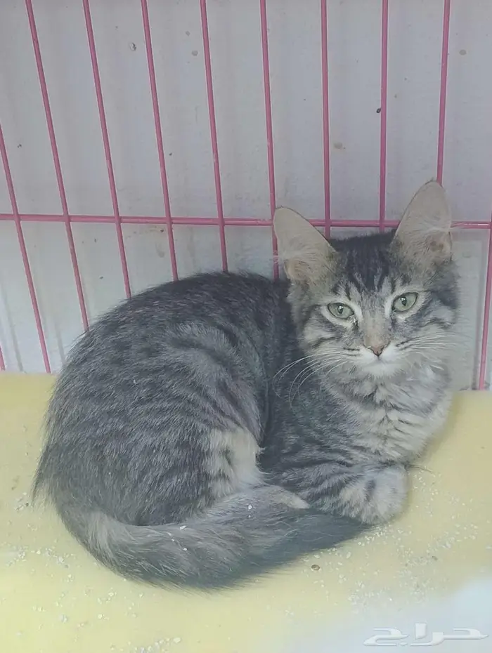 فندقة طيور قطط 5