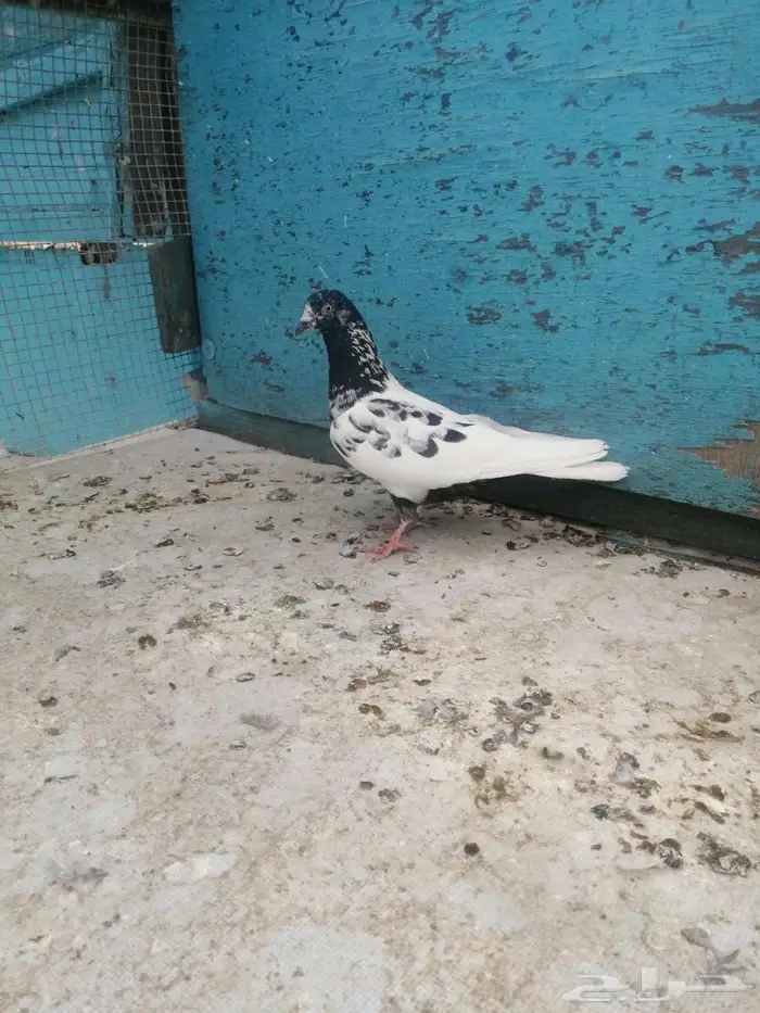 ا ستاني حمام 2جوز 3