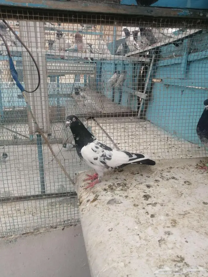 ا ستاني حمام 2جوز 2