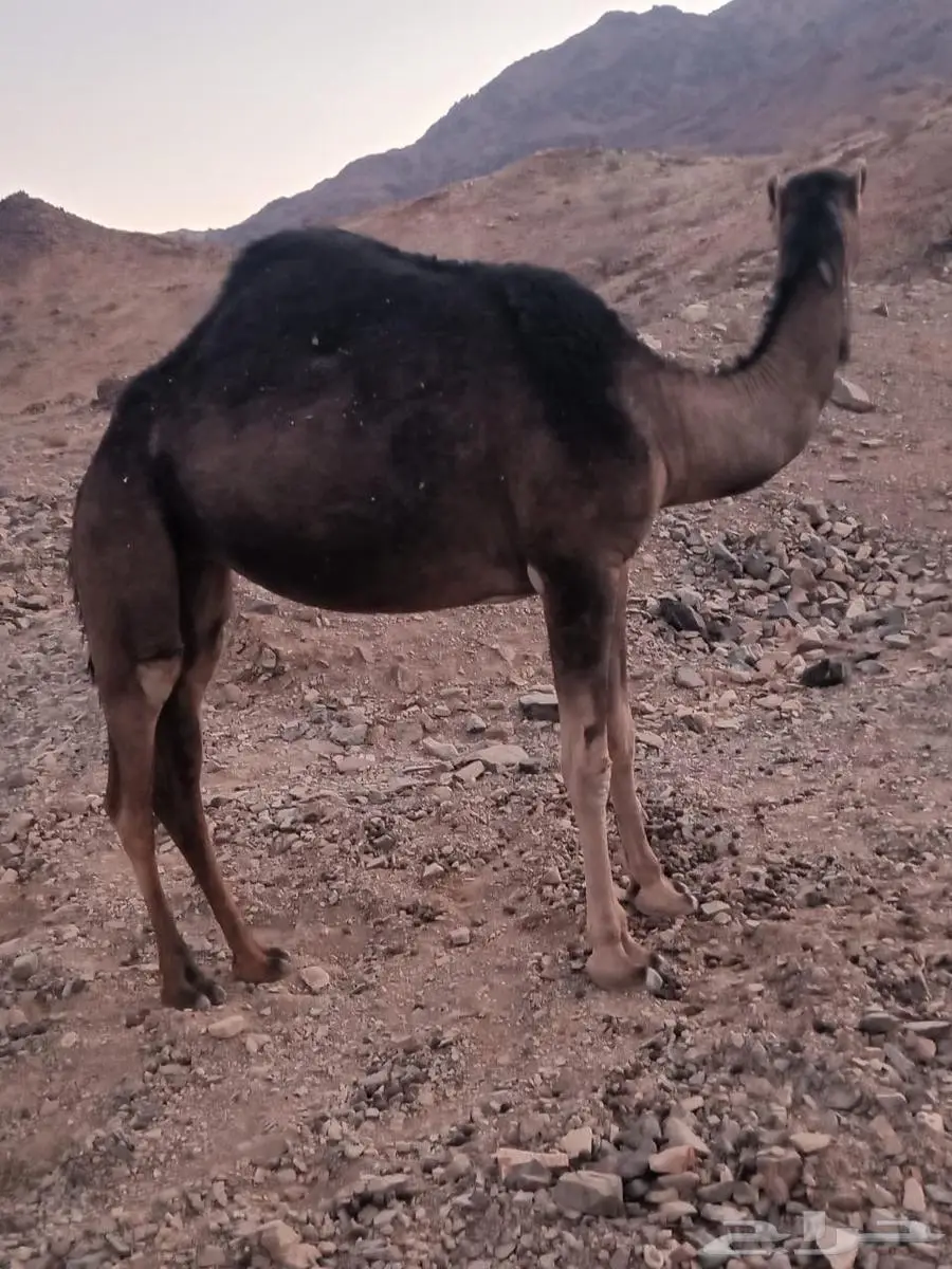 بكره 0