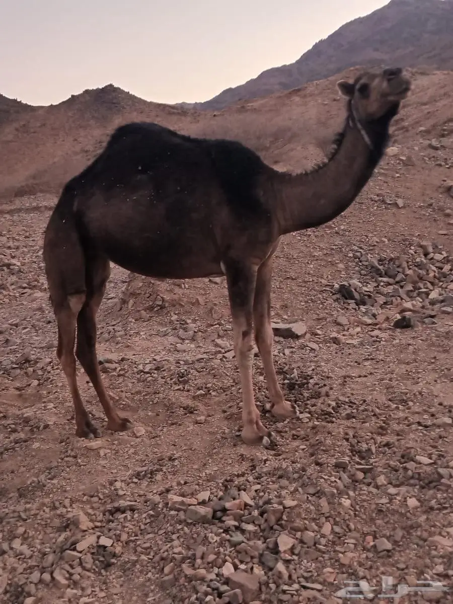 بكره 1