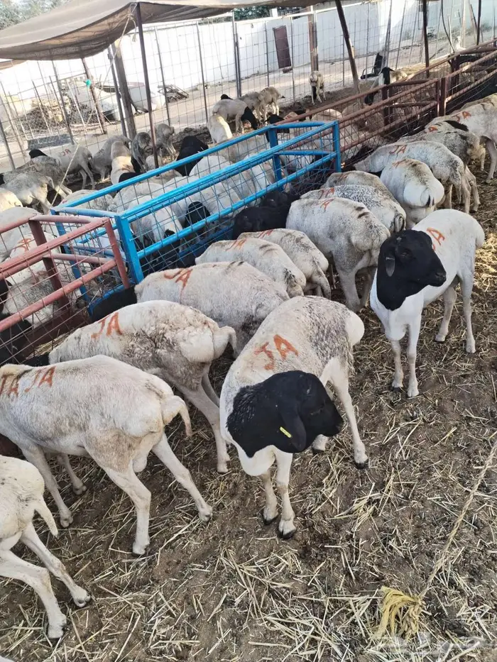 بربري وتيوس صومالي السعر 500 3
