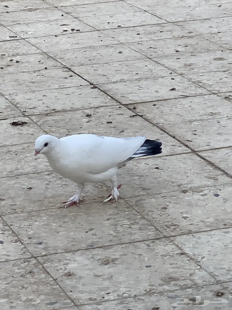 حمام فراشه 0