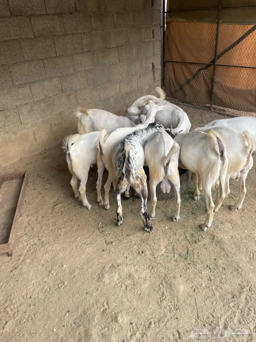 تيوس بيشيات 4