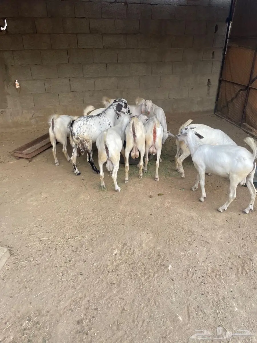 تيوس بيشيات 7