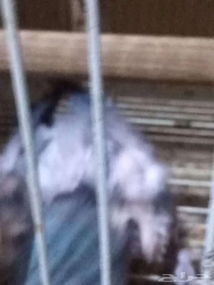 جوز كويكر لاتينو و ازرق والبيع سمح 1