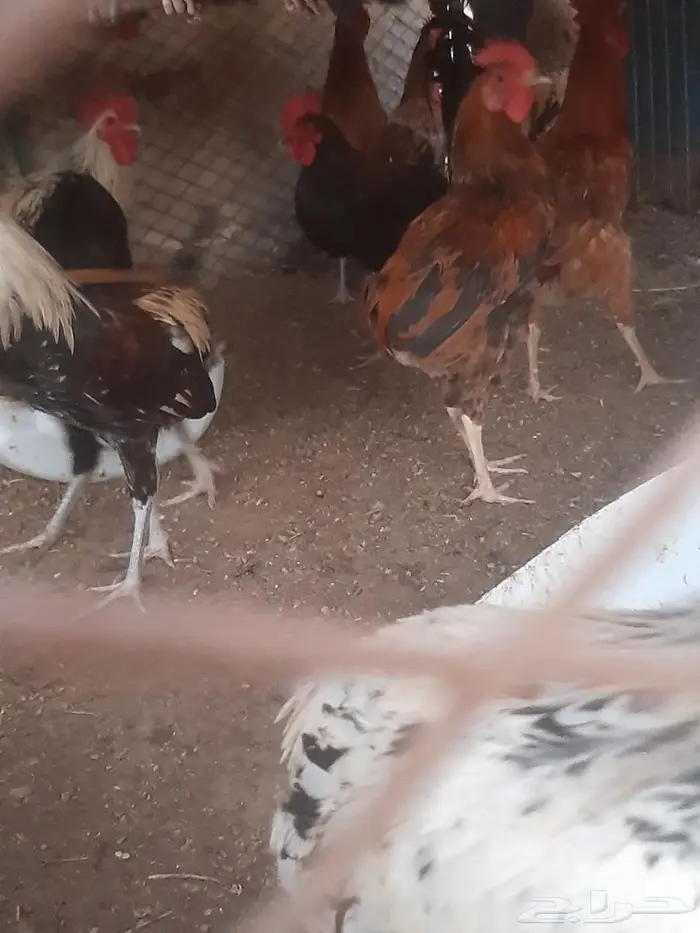 دجاج حبشي 1