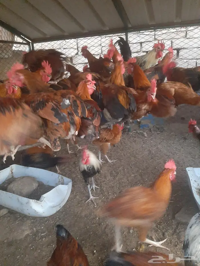 دجاج حبشي 0