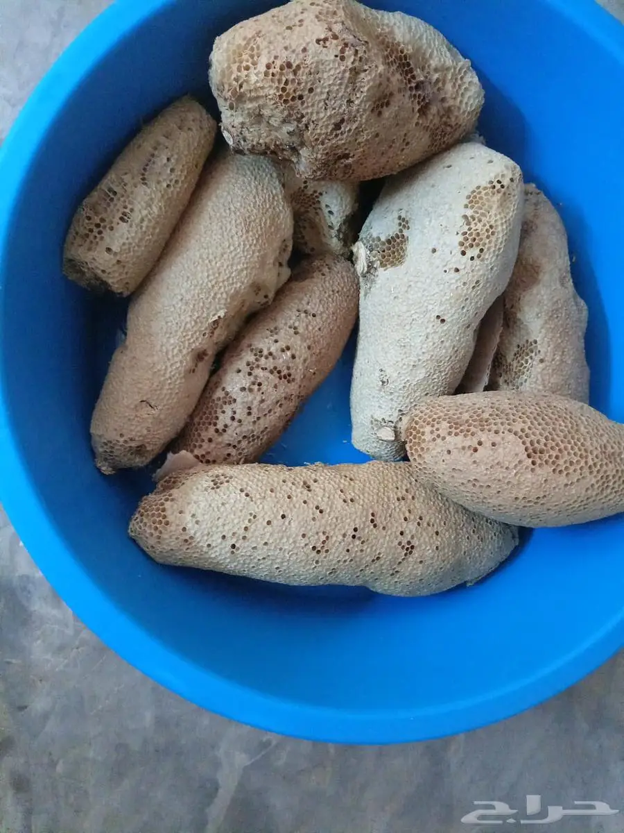 عسل بري حر لايتدخل فيه الانسان القنفذة 0