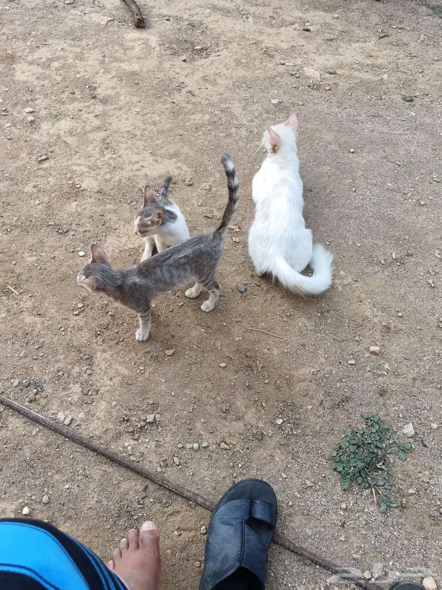 قطه 0