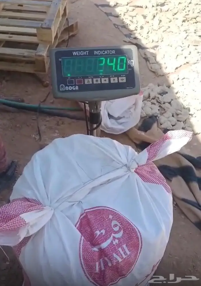 عجين ناشف للابل والغنم بالحلبه 0