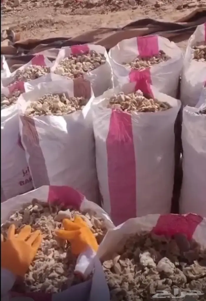 عجين ناشف للابل والغنم بالحلبه 1