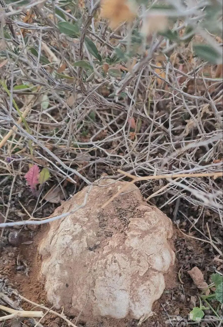 للبيع بذور رقروق أو القصيص شجيرة الفقع 1