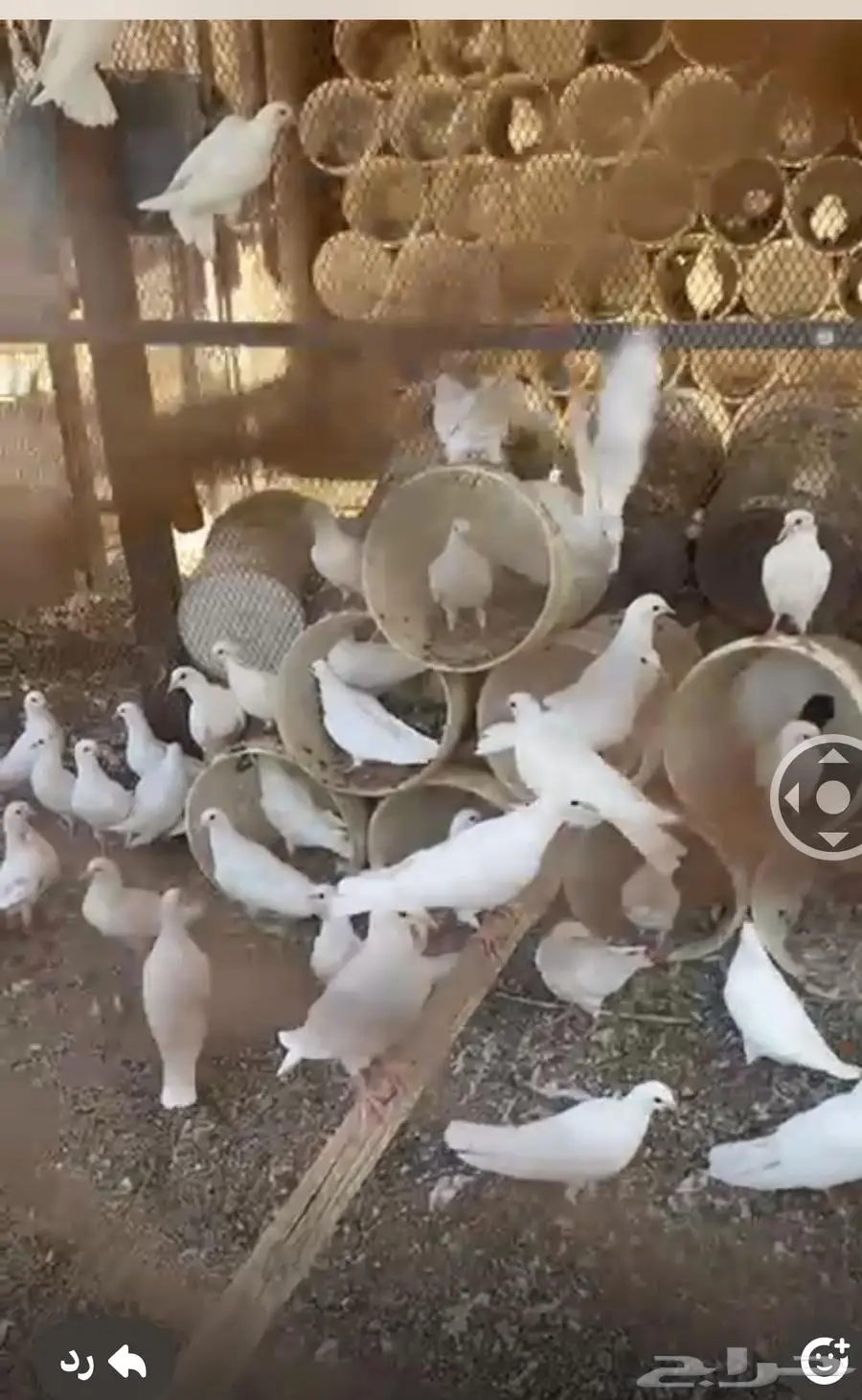 يوجد عدد حمام فرنسي لاحم 0