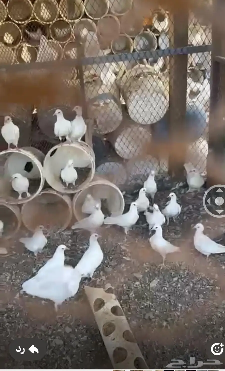 يوجد عدد حمام فرنسي لاحم 1