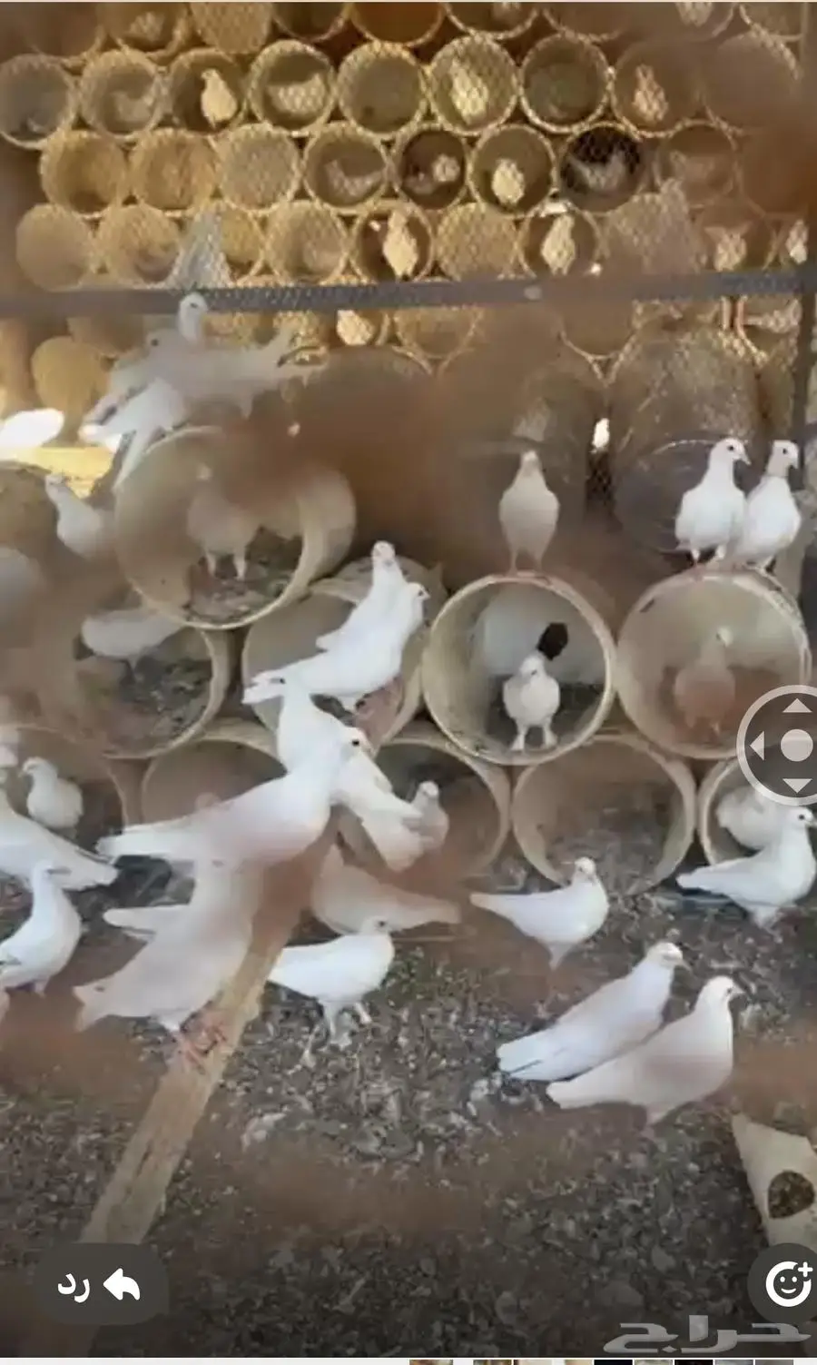يوجد عدد حمام فرنسي لاحم 2