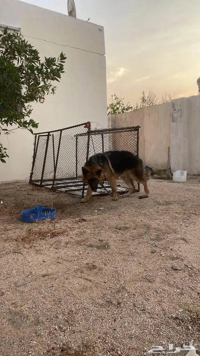 كلب ذكر شولاين جيرمين شبير 3