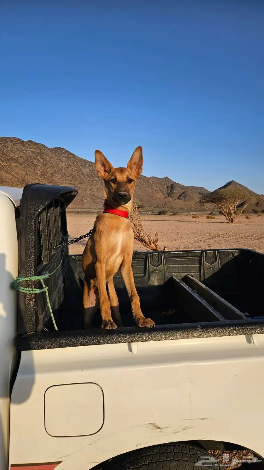 Belgian Malinois 0