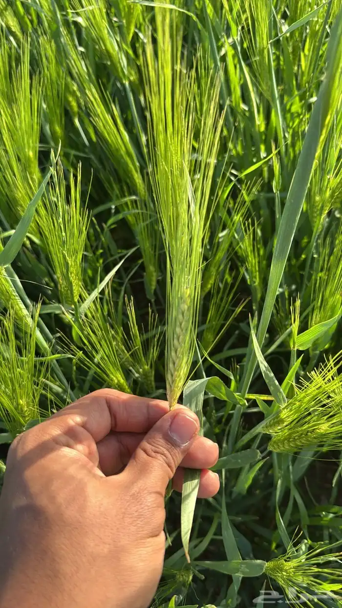 شعير بلدي للبيع 3
