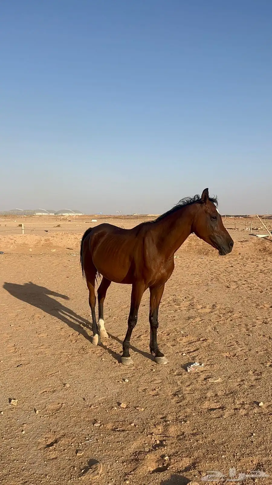 حصان واهو 1