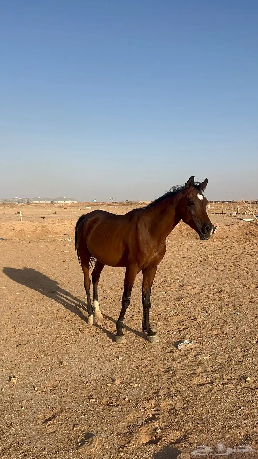 حصان واهو 0