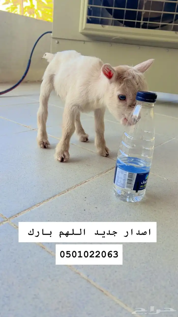 مواليد ماعز قزمي ( ذكر) 0
