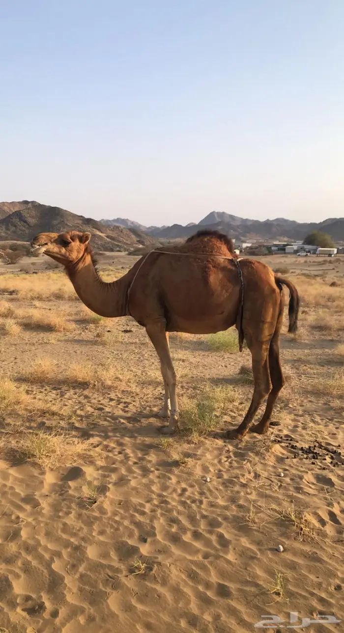 للبيع او البدل ناقه ساحليه 0