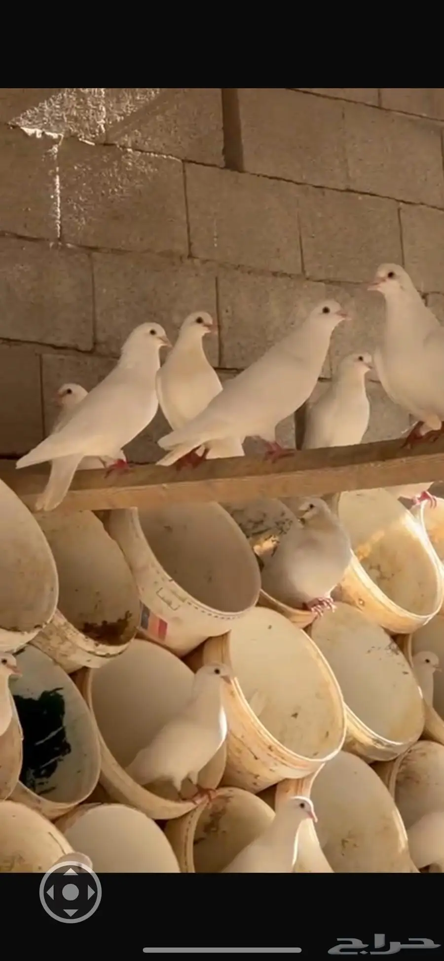 يوجد عدد حمام فرنسي لاحم 4