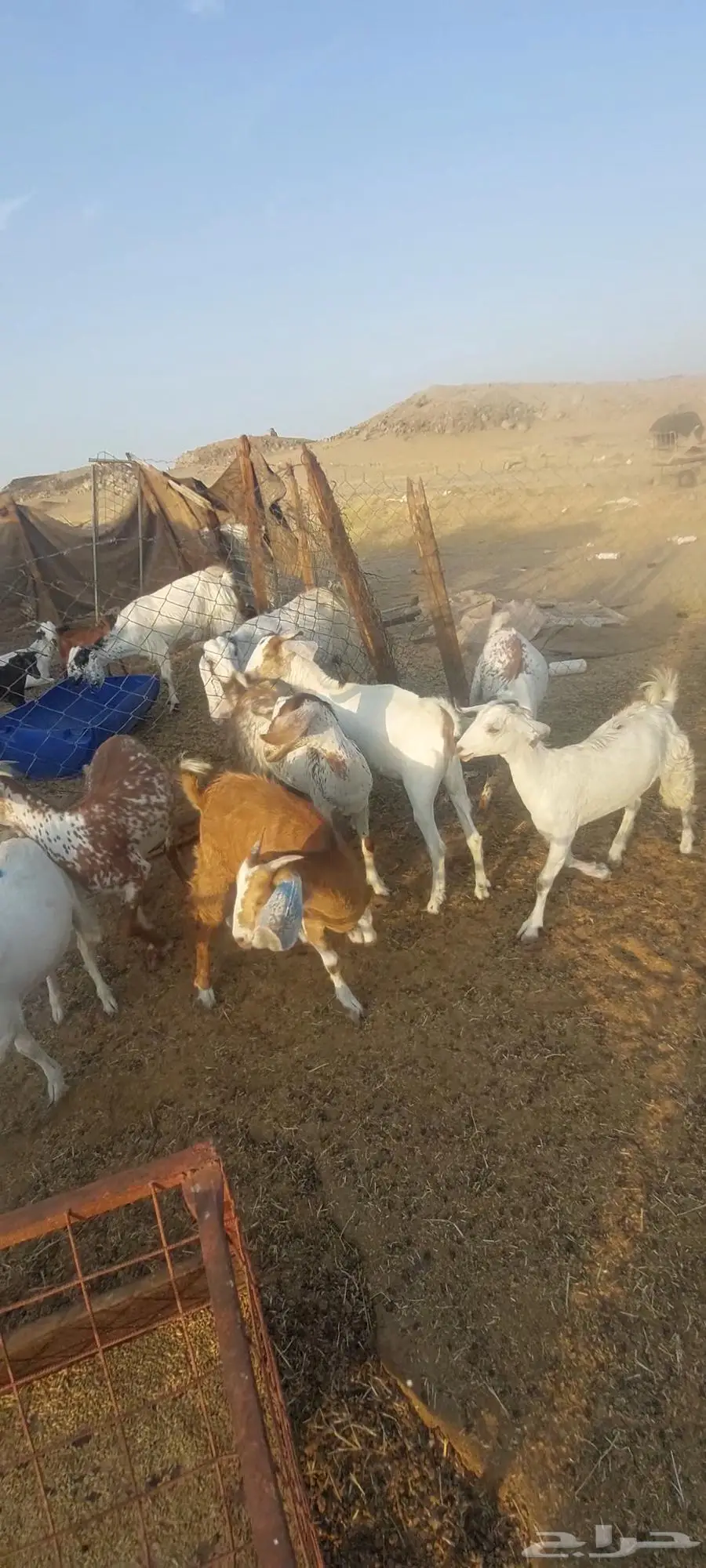 جفار مقاني . وعنز متومة وجفار بيضاء 2