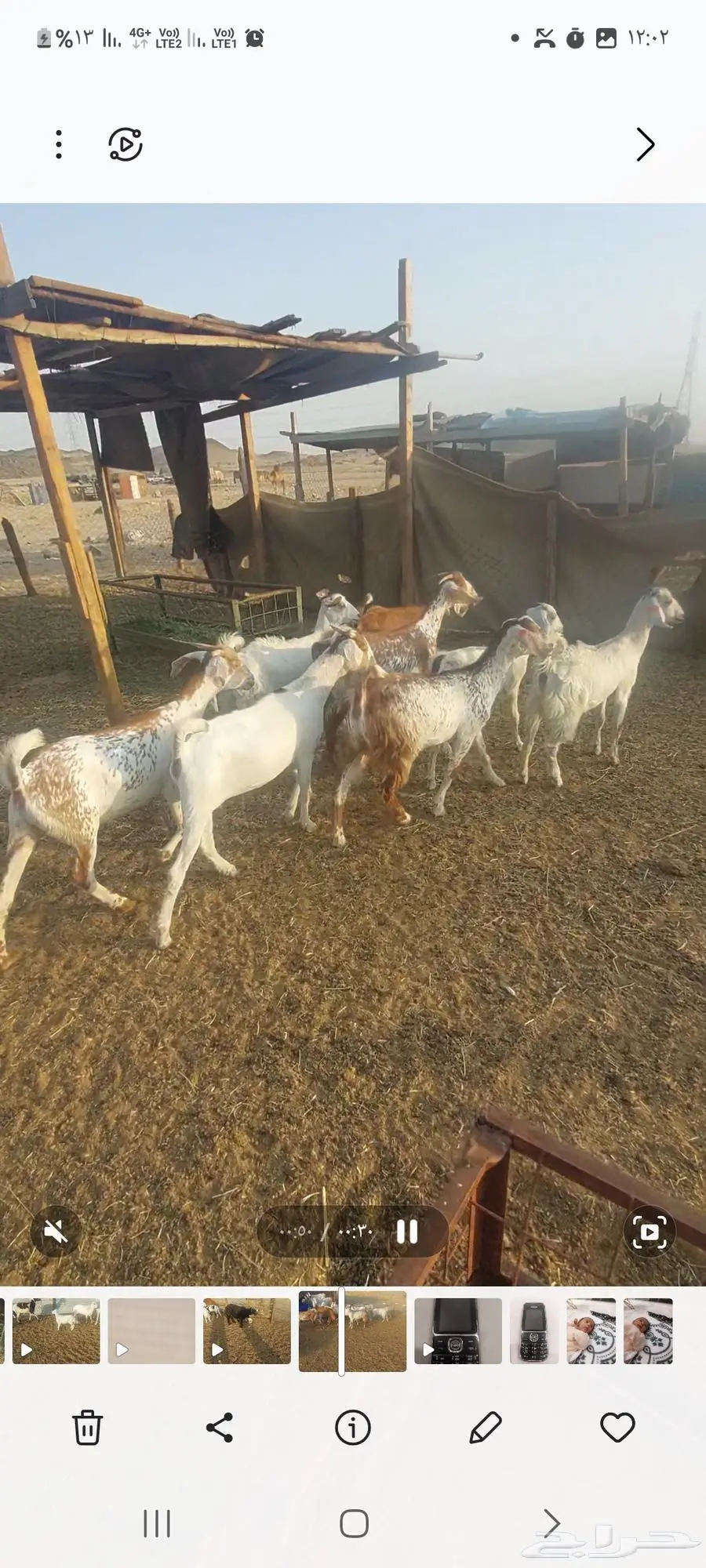 جفار مقاني . وعنز متومة وجفار بيضاء 0