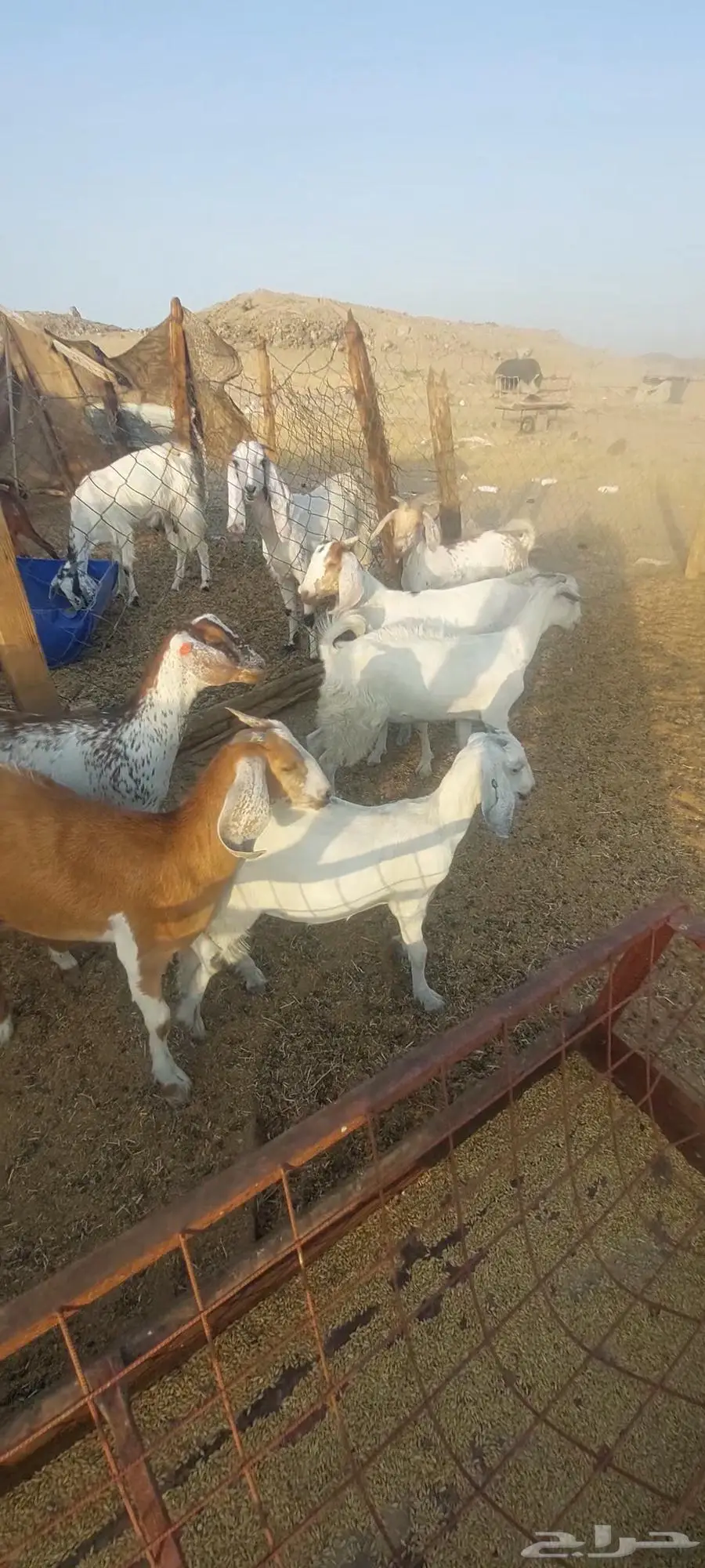 جفار مقاني . وعنز متومة وجفار بيضاء 3