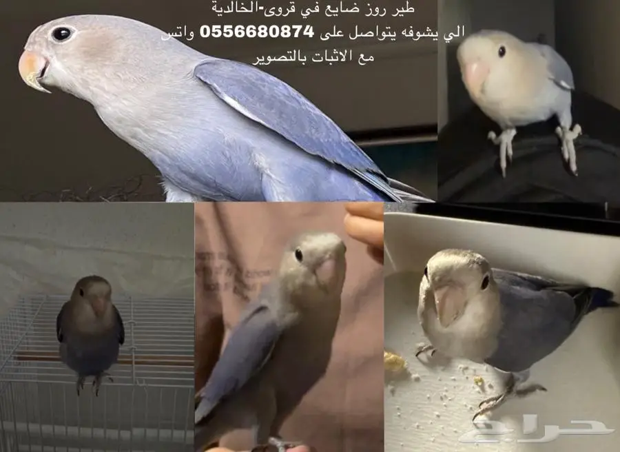 طير روز مفقود 1