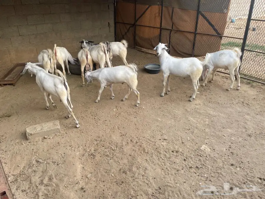 تيوس بيشيات 1