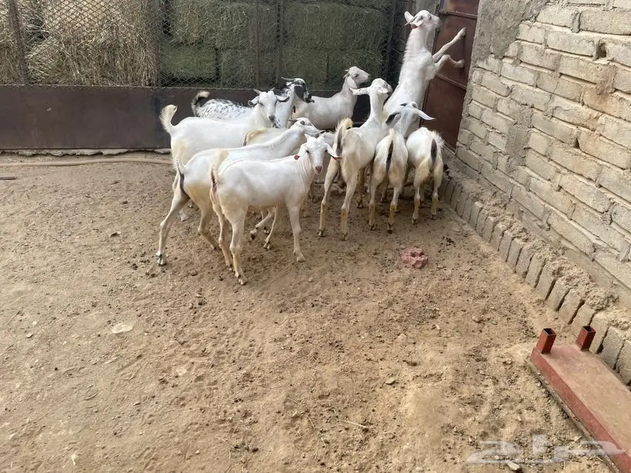 تيوس بيشيات 12