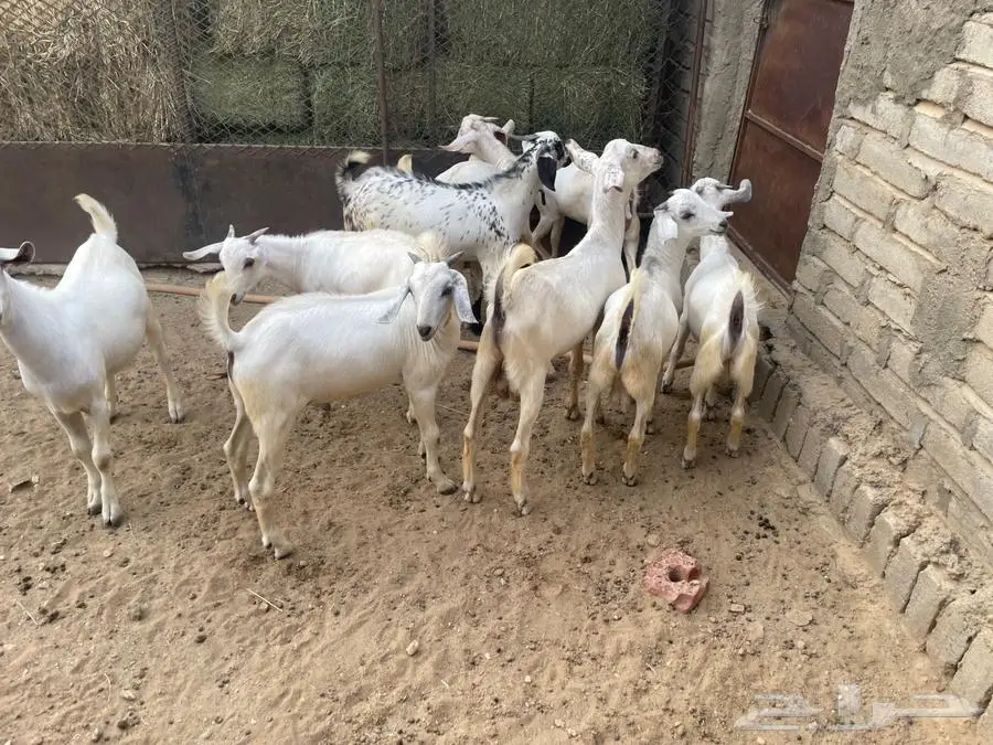 تيوس بيشيات 2