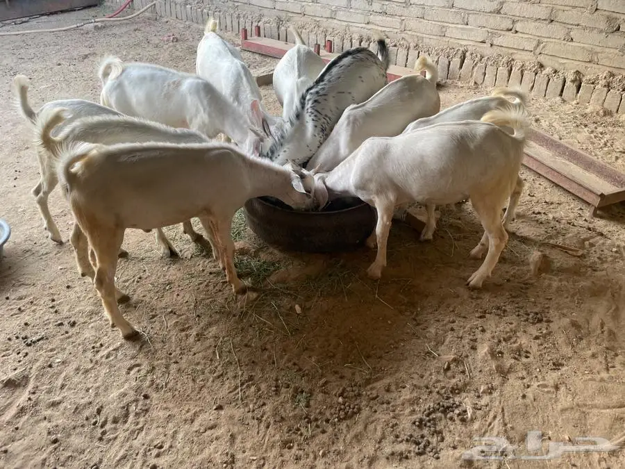 تيوس بيشيات 3