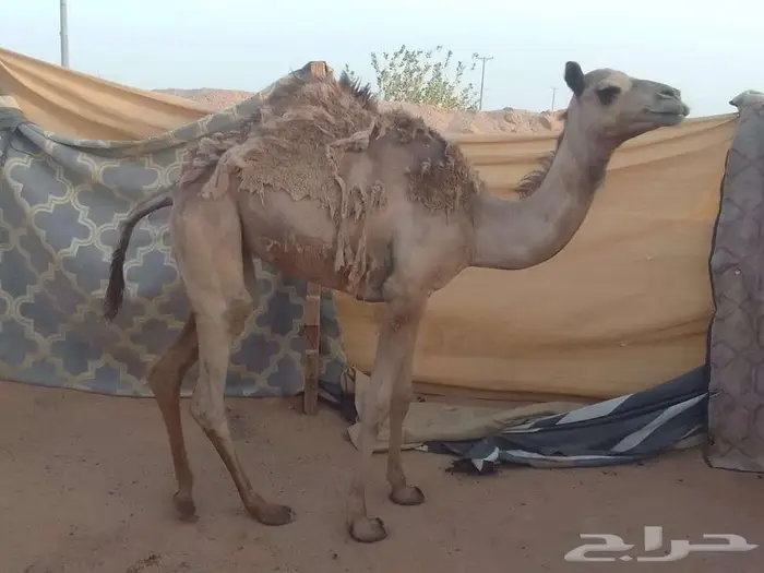 بكره قصب مفاريده 0