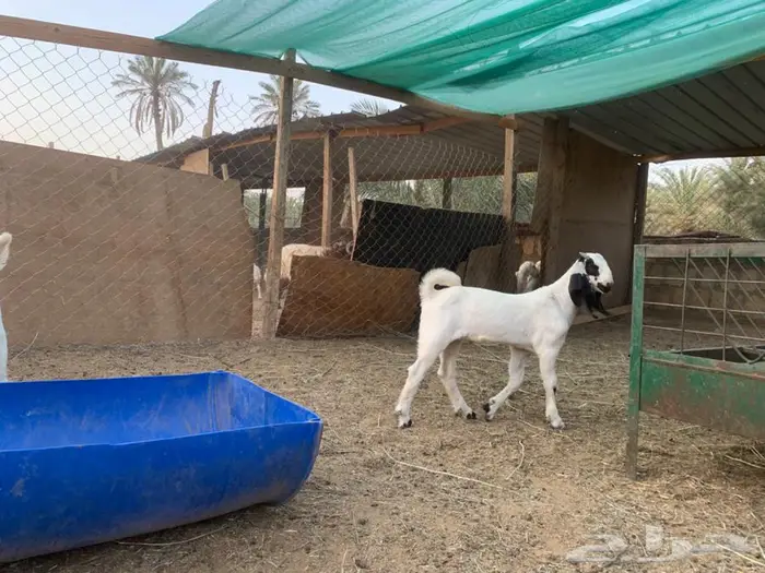 تيوس بيشيه مقفلات ذبح ولا مشاريع فحول 2