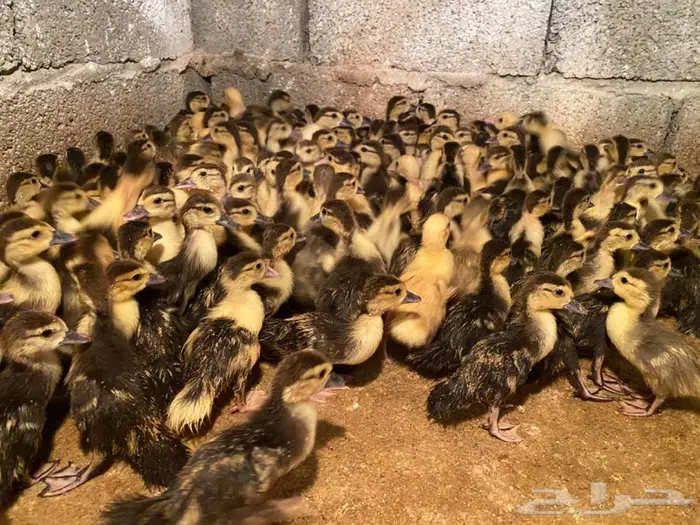 للبيع فروخ بط مصري 3