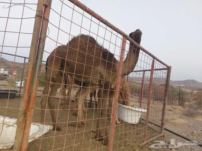 قعدان للبيع 3