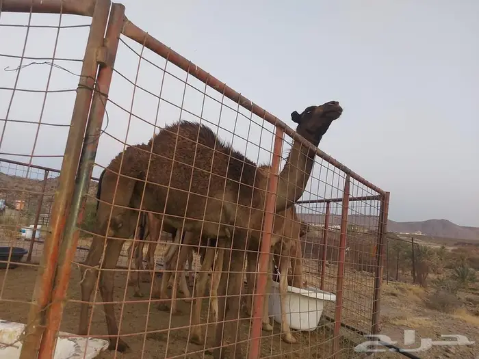 قعدان للبيع 0