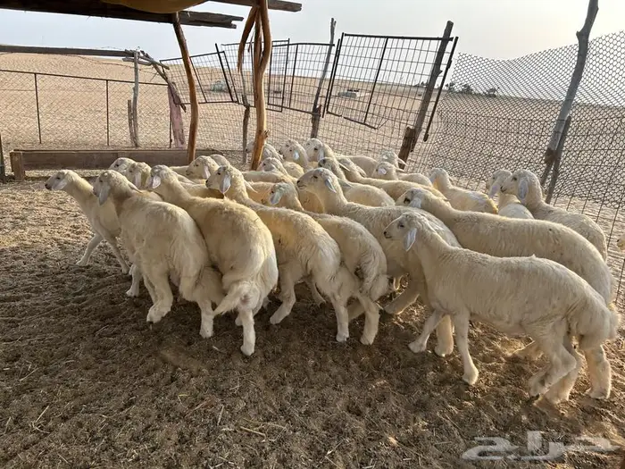 جنوب الليث ( تم البيع ) 0
