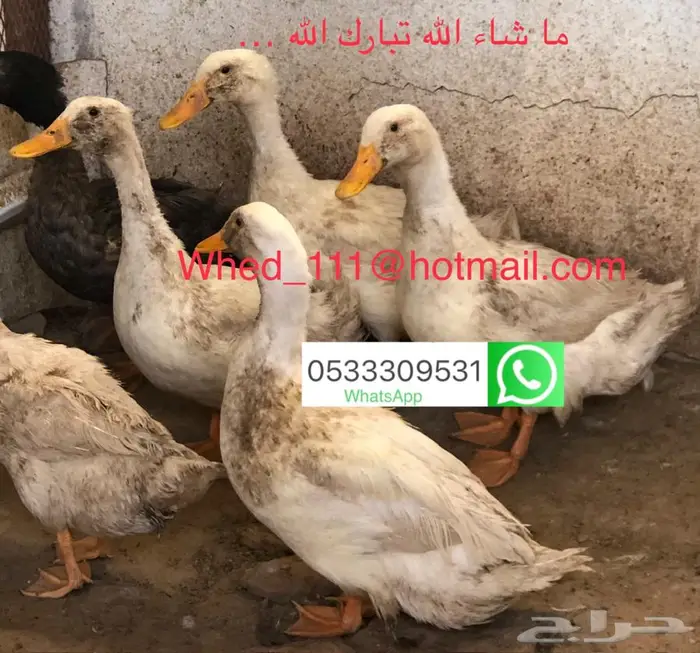 ذكور بط يكين عنيزة 80 ريال 2