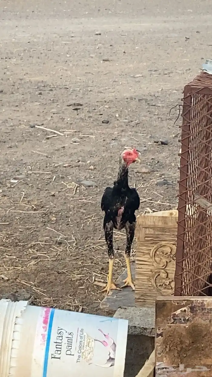 ديك بكستاني سندي 0