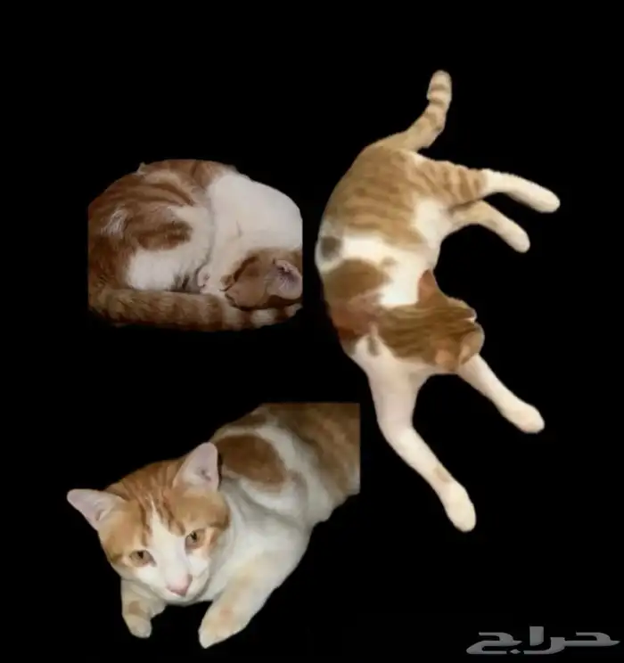 قط مفقود 0