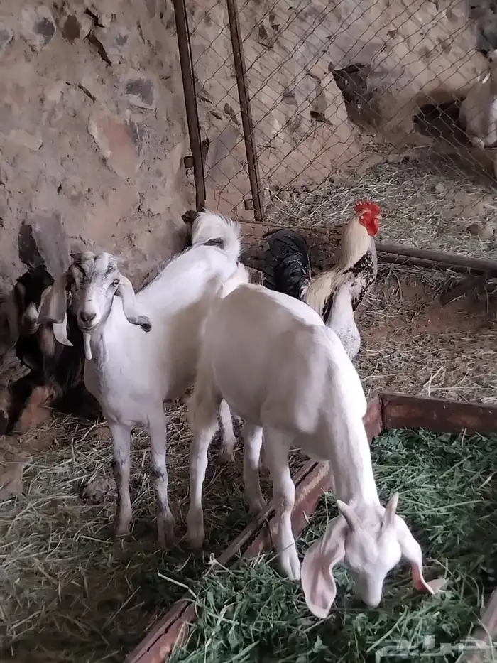 تيسين فل شحم اعمارها 6 شهور 0